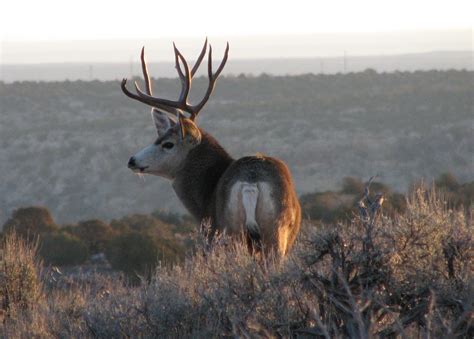 monster muleys|monster mule deer hunting videos.